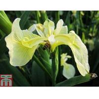Iris pseudacorus bastardii (Marginal Aquatic) - 3 x 1 litre potted iris plants