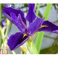 Iris louisiana \'Marie Gallais\' (Marginal Aquatic) - 1 x 3 litre potted iris plant