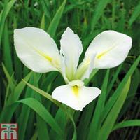 Iris louisiana \'Her Highness\' (Marginal Aquatic) - 1 x 3 litre potted iris plant