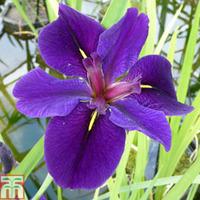 Iris louisiana \'Black Gamecock\' (Marginal Aquatic) - 1 x 1 litre potted iris plant