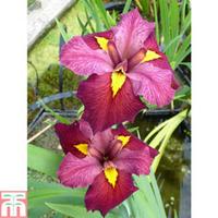 Iris louisiana \'Ann Chowning\' (Marginal Aquatic) - 1 x 3 litre potted iris plant
