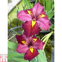 iris louisiana ann chowning marginal aquatic 1 x 3 litre potted iris p ...