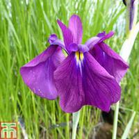 Iris ensata \'Variegata\' (Marginal Aquatic) - 1 x 3 litre potted iris plant