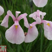 iris ensata rose queen marginal aquatic 1 x 3 litre potted iris plant