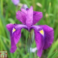 Iris ensata (Marginal Aquatic) - 3 x 1 litre potted iris plants