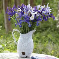 Iris \'Pretty in Blue\' - 10 Iris bulbs