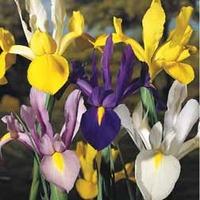 Iris \'Dutch Mixed\' - 50 iris bulbs