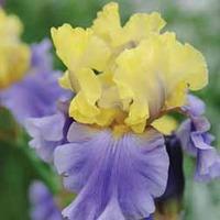 Iris \'Edith Wolford\' - 6 bare root iris plants