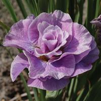 Iris \'Pink Parfait\' - 1 bare root iris plant