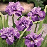 Iris \'Imperial Opal\' - 1 bare root iris plant