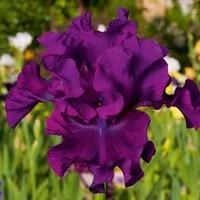 Iris \'Cantina\' (Re-Blooming) - 1 Iris rhizome