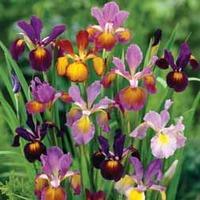 Iris \'Metallic Mixture\' - 50 Iris bulbs