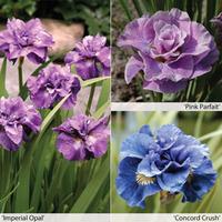 iris sibirica collection 3 bare root iris plants 1 of each variety