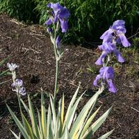Iris pallida \'Variegata\' (Large Plant) - 1 x 1 litre potted Iris plant