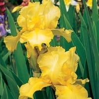 Iris \'Buckwheat\' (Re-Blooming) - 1 Iris rhizome
