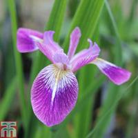 Iris versicolor \'Kermesina\' (Marginal Aquatic) - 3 x 1 litre potted iris plants