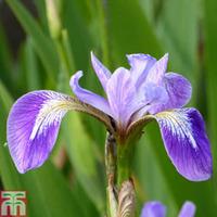 Iris versicolor (Marginal Aquatic) - 3 x 9cm potted iris plants