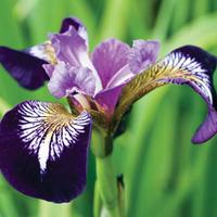Iris versicolor \'Mysterious Monique\' - 3 bare root iris plants
