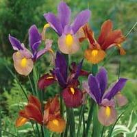 Iris \'Tiger Mixed\' - 50 iris bulbs