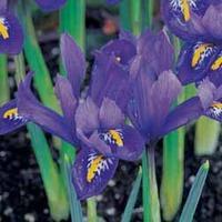 Iris reticulata - 50 iris bulbs