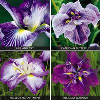 Iris ensata \'Collection\' - 4 bare root iris plants - 1 of each variety