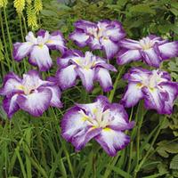 Iris ensata \'Frilled Enchantment\' - 1 bare root iris plant