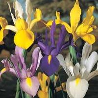Iris \'Dutch Mixed\' - 100 iris bulbs