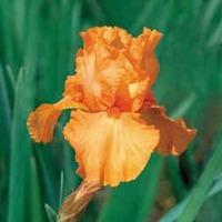 Iris \'Orange Harvest\' (Fragrant) - 2 bare root iris plants