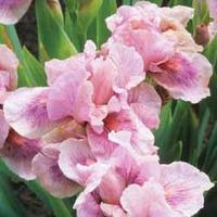 Iris \'Raspberry Blush\' (Fragrant) - 2 bare root iris plants