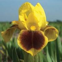 Iris \'Whoop Em Up\' (Fragrant) - 2 bare root iris plants