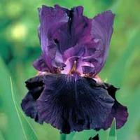 Iris \'Black Watch\' - 3 bare root iris plants