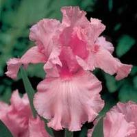 Iris \'Windsor Rose\' - 3 bare root iris plants