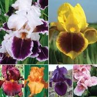 iris jamboree mix 6 bare root iris plants 1 of each variety