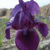 Iris \'Al Segno\' (Fragrant) - 2 bare root iris plants