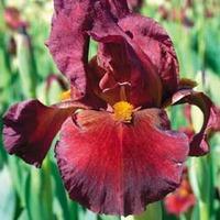 Iris \'Fabulous Jeanette\' (Fragrant) - 2 bare root iris plants