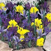 Iris \'Dwarf Collection\' - 150 iris bulbs - 50 of each variety
