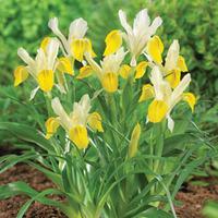 Iris bucharica - 10 bare root iris plants