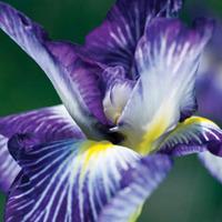 Iris ensata \'Hue and Cry\' - 1 bare root iris plant