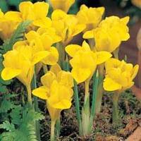 Iris \'Danfordiae\' - 50 iris bulbs