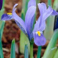 Iris \'Harmony\' - 50 iris bulbs