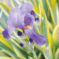 Iris pallida \'Variegata\' (Large Plant) - 1 iris plant in 1 litre pot