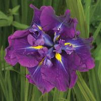 iris ensata belgium warrior 1 bare root iris plant