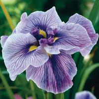 iris ensata caprician butterfly 1 bare root iris plant