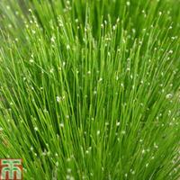 isolepis cernua oxygenating aquatic 1 x 1 litre potted isolepis plant