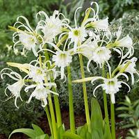 Ismene (White Spider Lily) - pack of 10 bulbs size 14/16