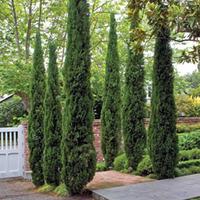 italian cypress stricta 1 x 14cm potted plant