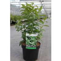 Itea virginica (Large Plant) - 2 x 3.6 litre potted ilex plants