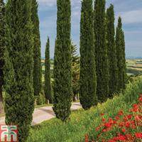 italian cypress stricta 6 x 14cm potted plants