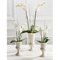 Ivory Celebration Orchid Collection