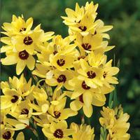 Ixia \'Yellow Emperor\' - 5 ixia corms